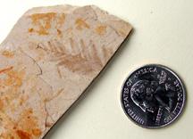 Fossil Mesasequoia Leaf